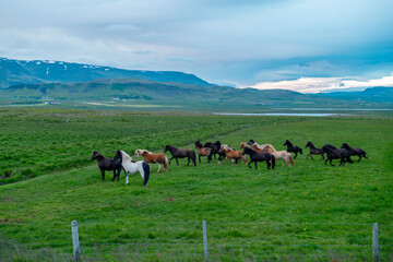 Fototapeta na wymiar Group of Icelandic wild horses grazing on green pasture in Iceland