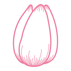 Tulip flower head outline, hand drawn line art illustration. Spring blossom, pink bloom, floral element. Vector design, isolated. Mothers Day, Easter, seasonal, botanical clip art