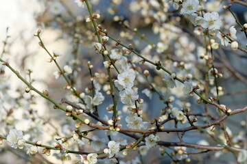 Japanese plum blossom in early spring	
