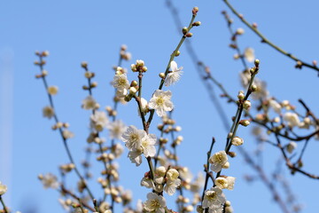 Japanese plum blossom in early spring	

