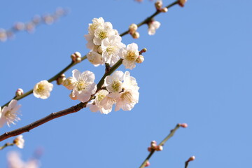 Japanese plum blossom in early spring	
