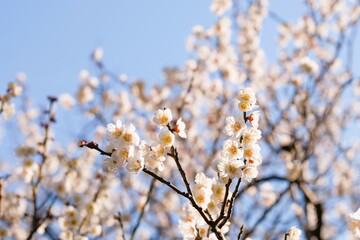 Japanese plum blossom in early spring	
