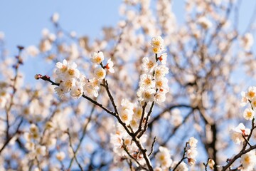 Japanese plum blossom in early spring	
