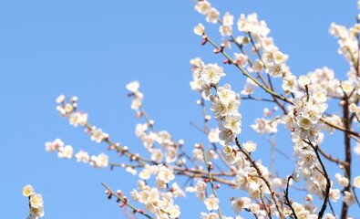 Japanese plum blossom in early spring	
