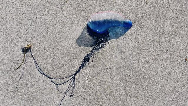 Medusa is a Portuguese boat on the beach of Cuba. A dangerous and poisonous jellyfish washed ashore in the Atlantic Ocean by a storm. A balloon with a pink and blue jellyfish on the sand.