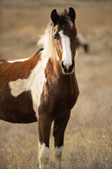 Obraz na płótnie Canvas A spotted horse looks at the camera. Artistic close-up photo
