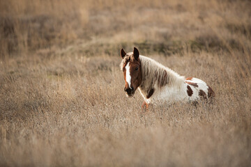 A spotted horse lies in dry grass. Artistic photo with blur