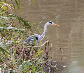 great blue heron ardea cinerea
