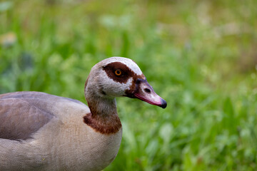 portrait of a duck