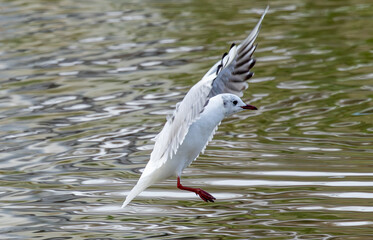 seagull on the water