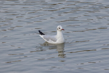 Fototapeta na wymiar white seagull swimming