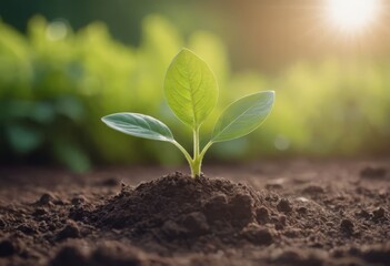 Fototapeta premium The seedling are growing from the rich soil to the morning sunlight that is shining, ecology concept.