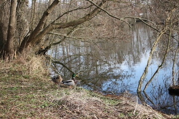 Image of wild ducks on a pond on a sunny spring day.