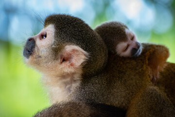 Squirrel monkeys in the colombian amazon