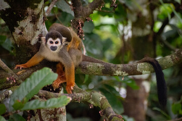 Capuchin monkeys in the colombian amazon
