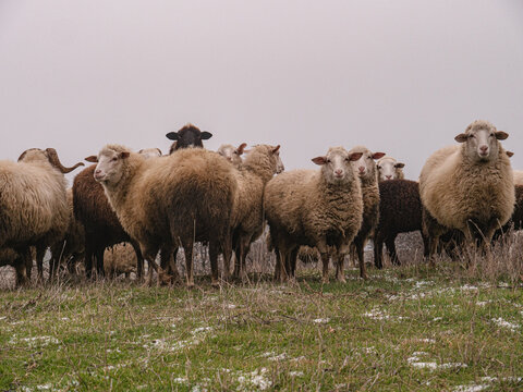 A flock of sheep on a pasture in spring. There is still snow among the green grass. An aesthetic photo between heaven and earth