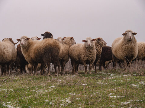 An aesthetic photo between heaven and earth. A flock of sheep on a pasture in spring. There is still snow among the green grass.