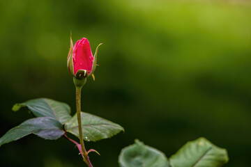 Macro photography of a red rose bud on a green background, captured in a garden in the eastern Andean mountains of central Colombia.
