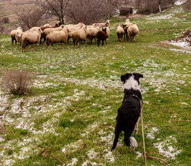 A border collie puppy gets to know the sheep on a farm on a leash