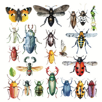A collection of different types of insects. watercolor