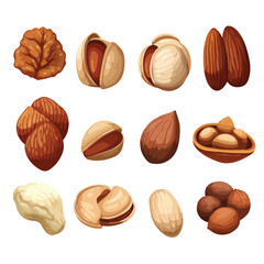 A collection of different types of nuts. vector clipart