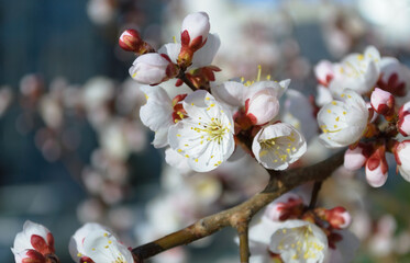 Opening and blooming white flowers on the branches of a cherry tree in spring