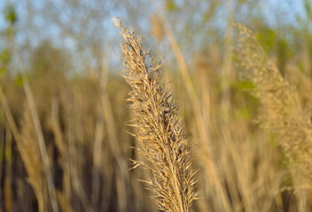 Close-up of the top of a dry reed in the rays of the evening sun