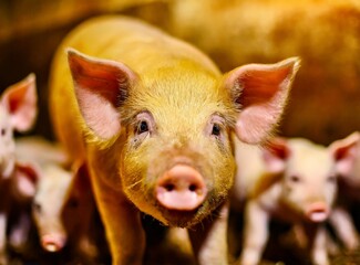 Frightened pigs in the slaughter house. Animal Cruelty concept. For Vegan Advertisement.