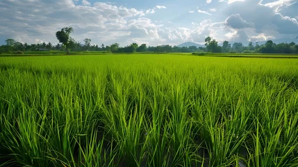 Badkamer foto achterwand Thailand. Rice terraces agricultural sceneries. Rice fields with asian farmers. Vector illustration. People planting and grow rice in rainy season. © Ziyan Yang
