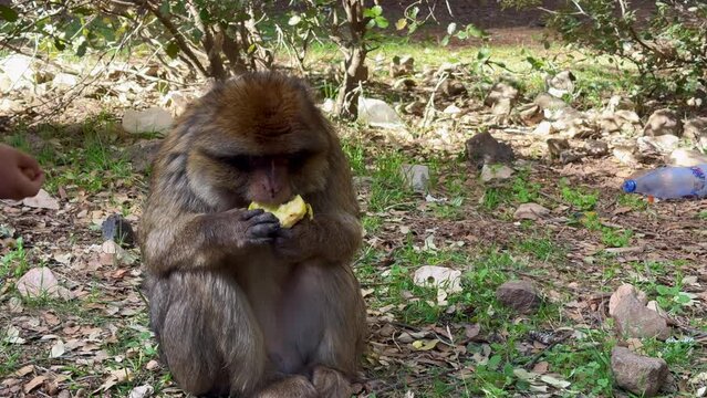 Barbary macaque or macaca sylvanus in its habitat in Cedre Gouraud Forest in Middle Atlas mountains in Morocco between Azrou and Ifrane