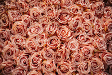 Rose flowers. Kwiaty róży.