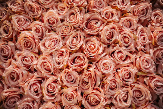 Rose flowers. Kwiaty r&oacute;ży.