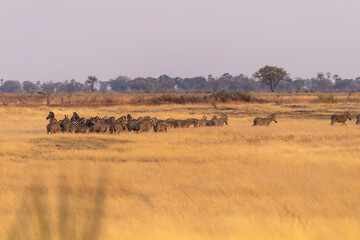 Telephoto shot of a large herd of Burchell's Plains zebras, Equus quagga burchelli, running on the...