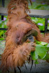 Bornean orangutan  © Riadi