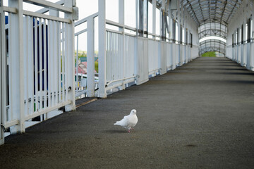A beautiful white pigeon walks on asphalt on a pedestrian bridge