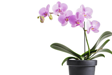 Pink orchid plant in a concrete pot isolated on transparent background