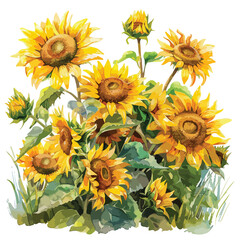 A cluster of sunflowers in a field. watercolor clipart