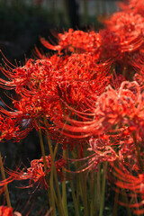 Red Spider Lilies in the Park