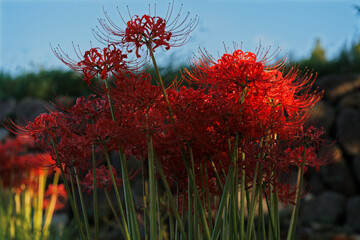 Red Spider Lilies in the Park
