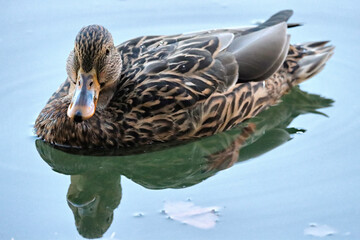 Lady Duck