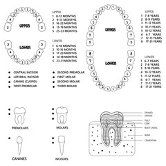 Human tooth anatomy chart, black and white  teeth  diagram illustration