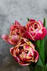 Peony multicolored tulips on a concrete background. - 754286755