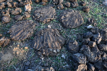Cow Dung Cakes or gobar upla. Its used as fuel for making food in villages of india. Cow dung is also used in Hindu religious fire yajna as an important ingredient. Hand made cow dung cakes. 