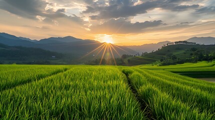 Thailand. Rice terraces agricultural sceneries. Rice fields with asian farmers. Vector illustration. People planting and grow rice in rainy season. - obrazy, fototapety, plakaty