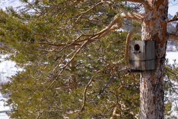 old abandoned bird house on a tree in a pine forest
