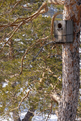 old abandoned bird house on a tree in a pine forest
