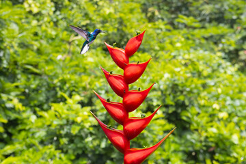 Fototapeta premium Hummingbird lands on the red flower, Costa Rica