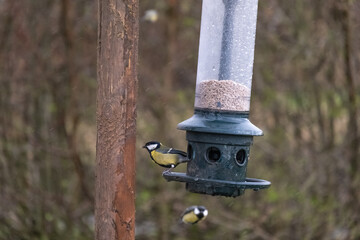 English garden birds on a bird feeder