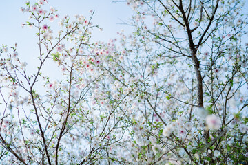 鎌倉の神社に咲く桜