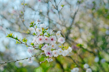 鎌倉の神社に咲く桜